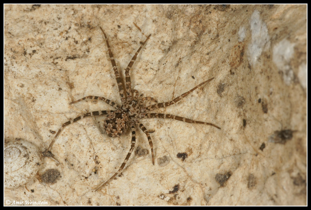 Arthropods d''Israele