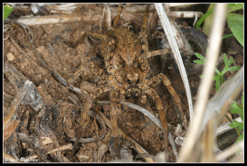 Arthropods d''Israele