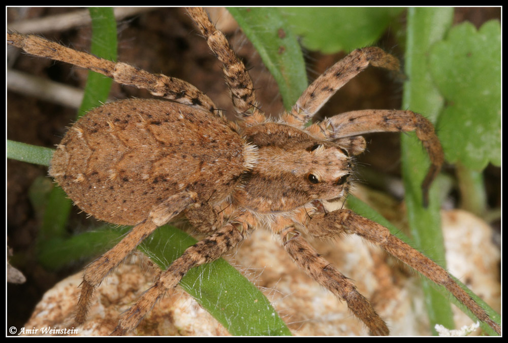 Arthropods d''Israele