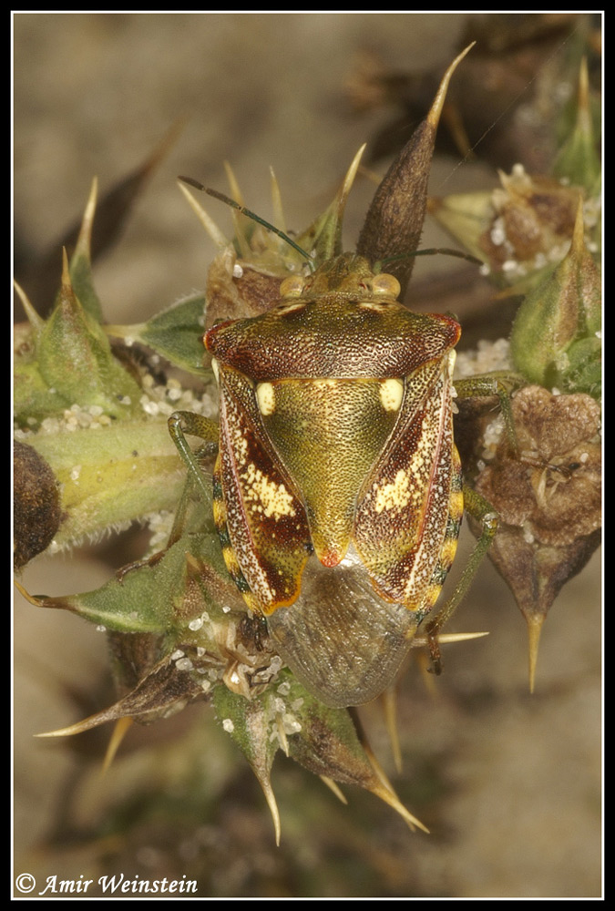 Heteroptera d''Israele: Pentatomidae