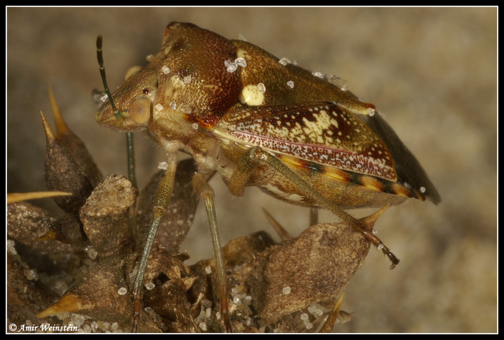 Heteroptera d''Israele: Pentatomidae