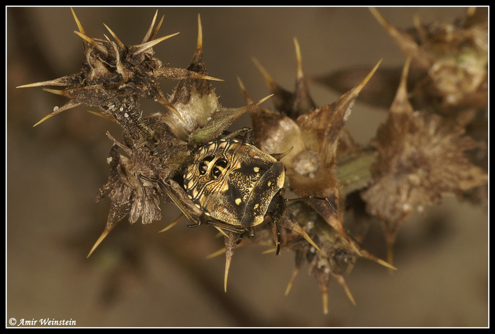 Heteroptera d''Israele: Pentatomidae