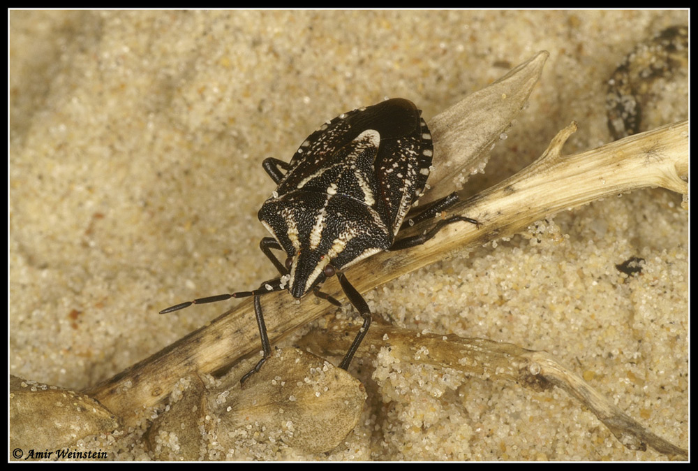 Heteroptera d''Israele: Pentatomidae