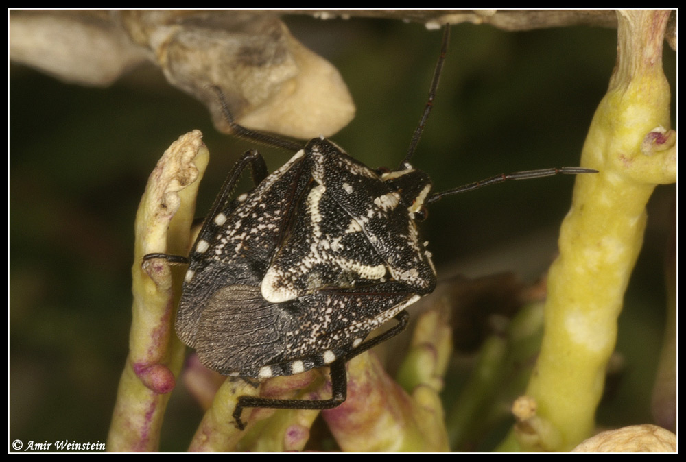 Heteroptera d''Israele: Pentatomidae