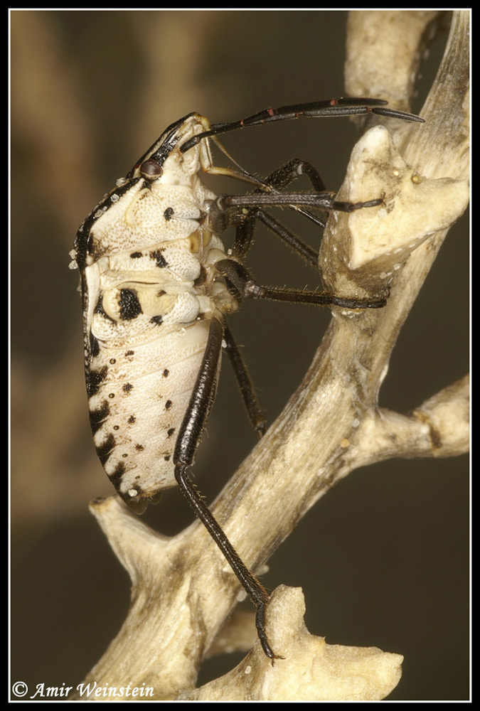 Heteroptera d''Israele: Pentatomidae