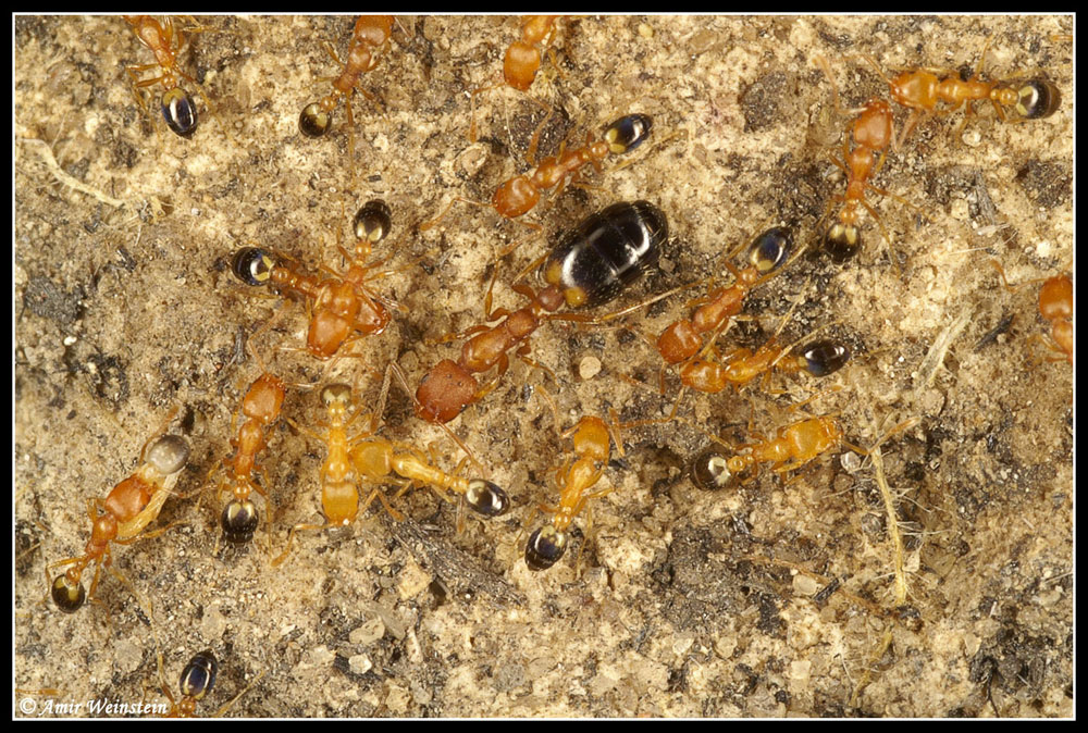 Formicidae d''Israele