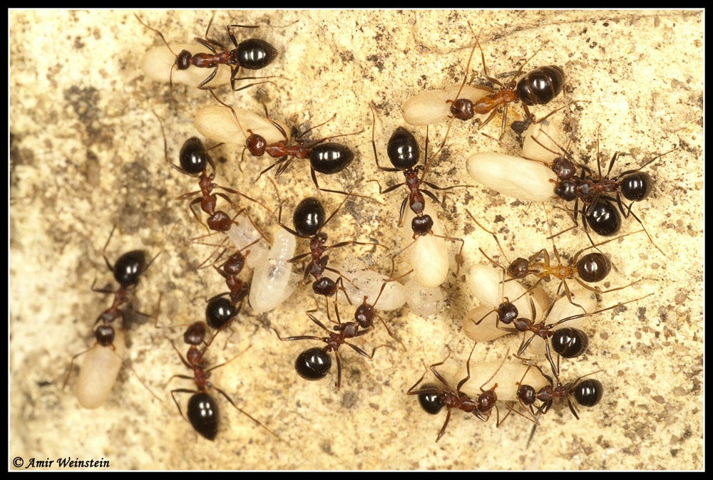 Formicidae d''Israele