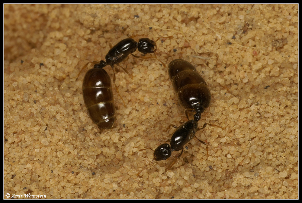 Formicidae d''Israele
