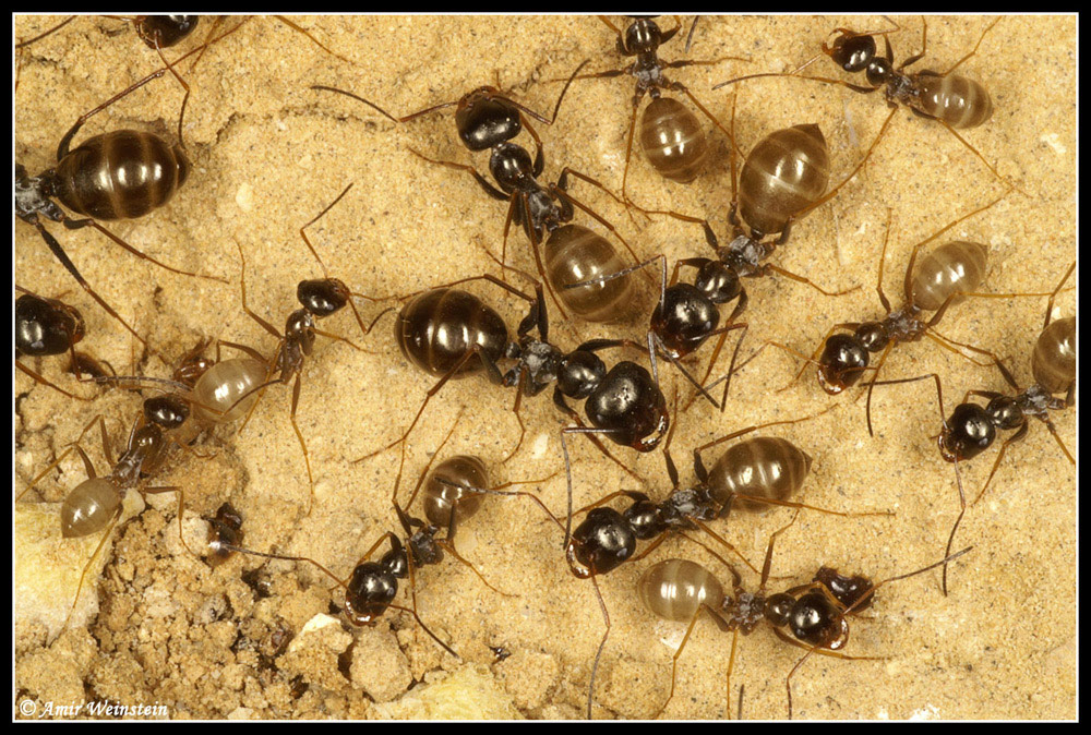 Formicidae d''Israele