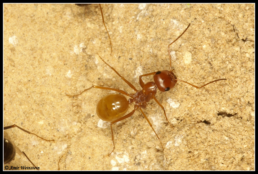 Formicidae d''Israele