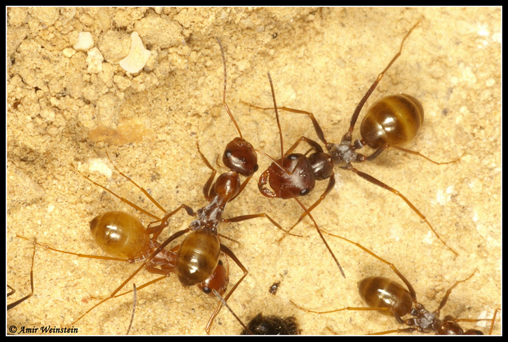 Formicidae d''Israele