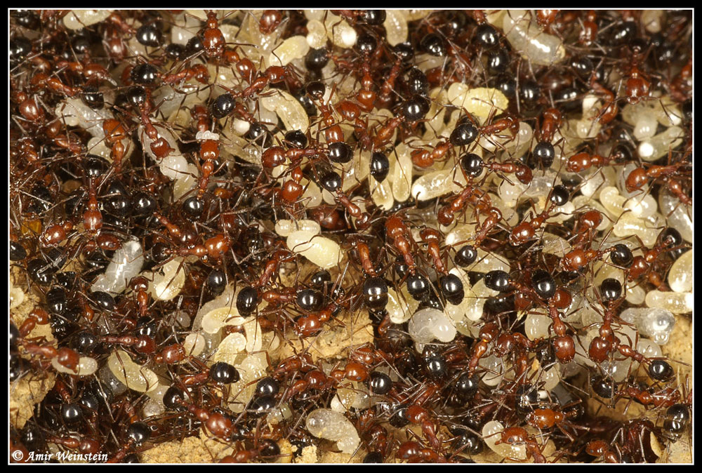 Formicidae d''Israele
