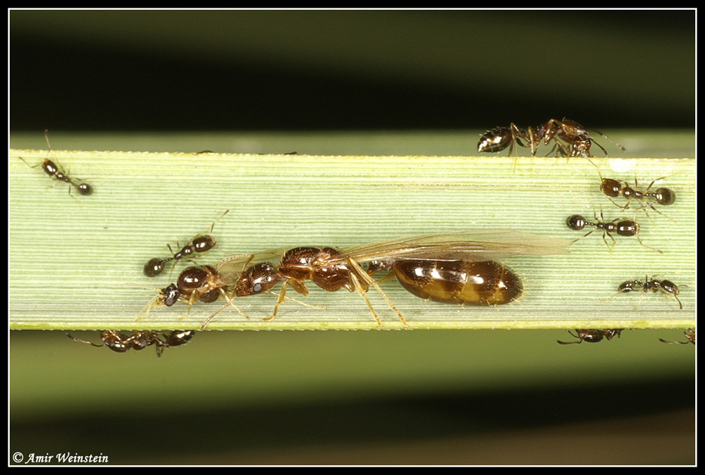Formicidae d''Israele