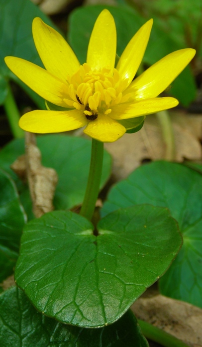 Flora dell''Oasi LIPU Casacalenda (CB) SIC IT7222250