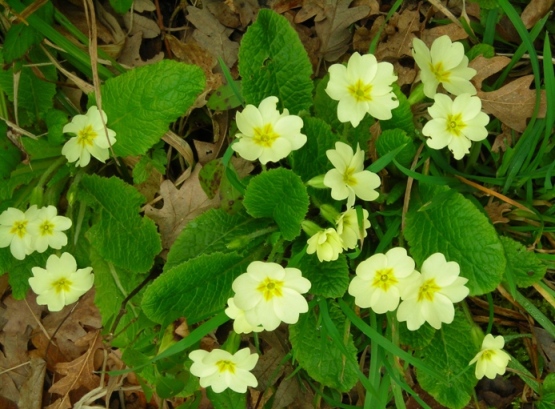 Flora dell''Oasi LIPU Casacalenda (CB) SIC IT7222250
