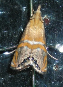 Pyralidae (?)