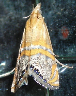 Pyralidae (?)