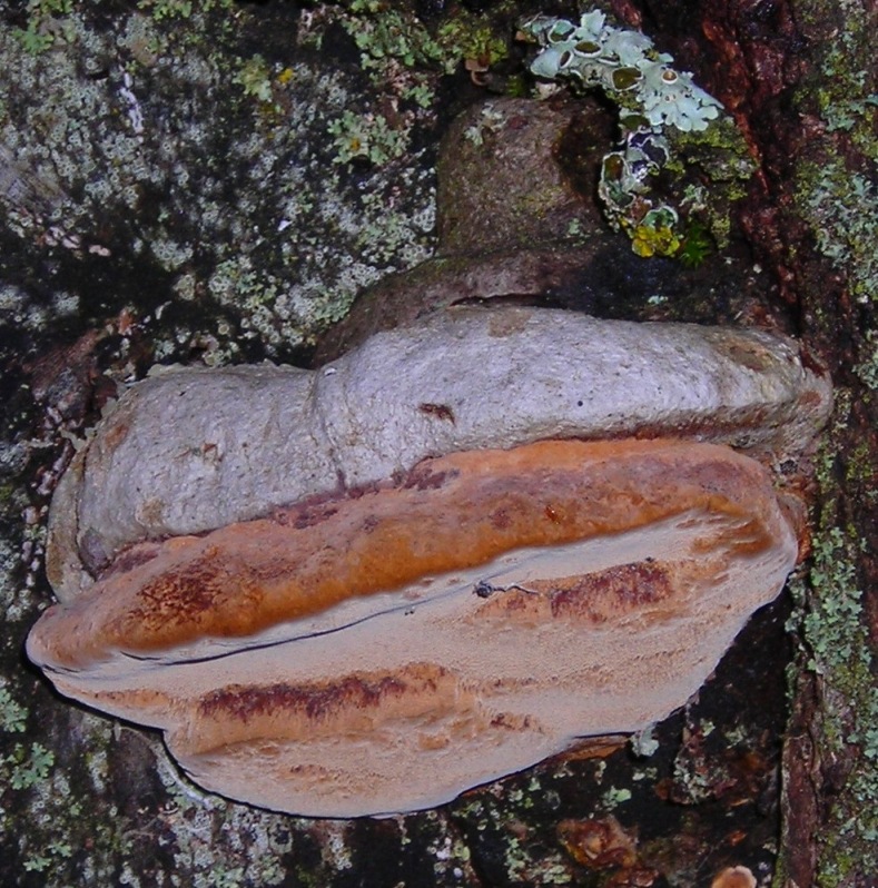 Fomitopsis pinicola?