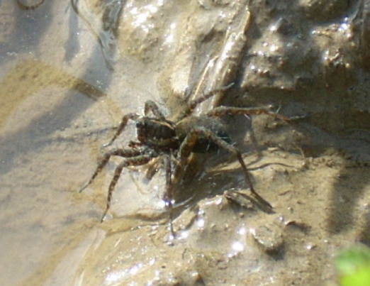 Ragno di ambiente umido: Pardosa sp.