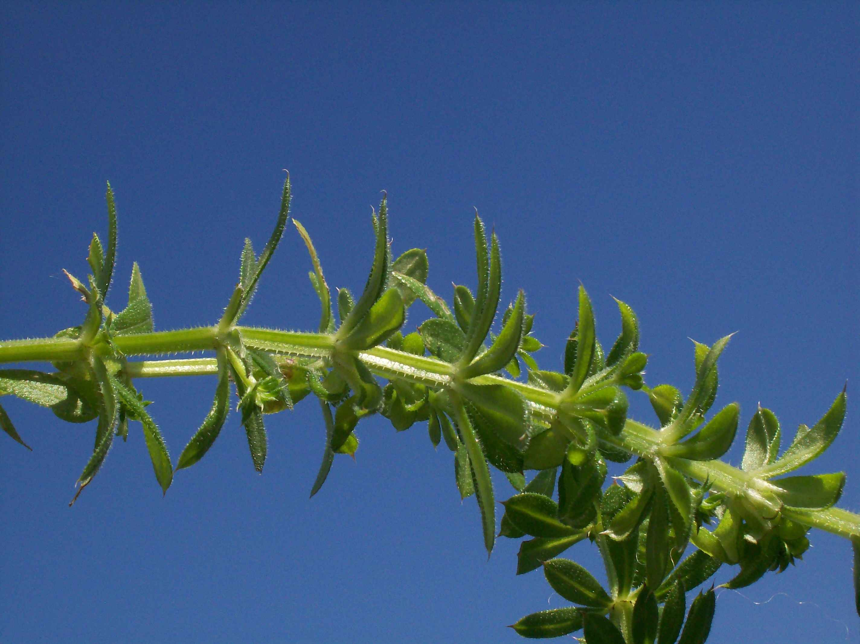 Rubiacea...solo con foglie - Galium sp.
