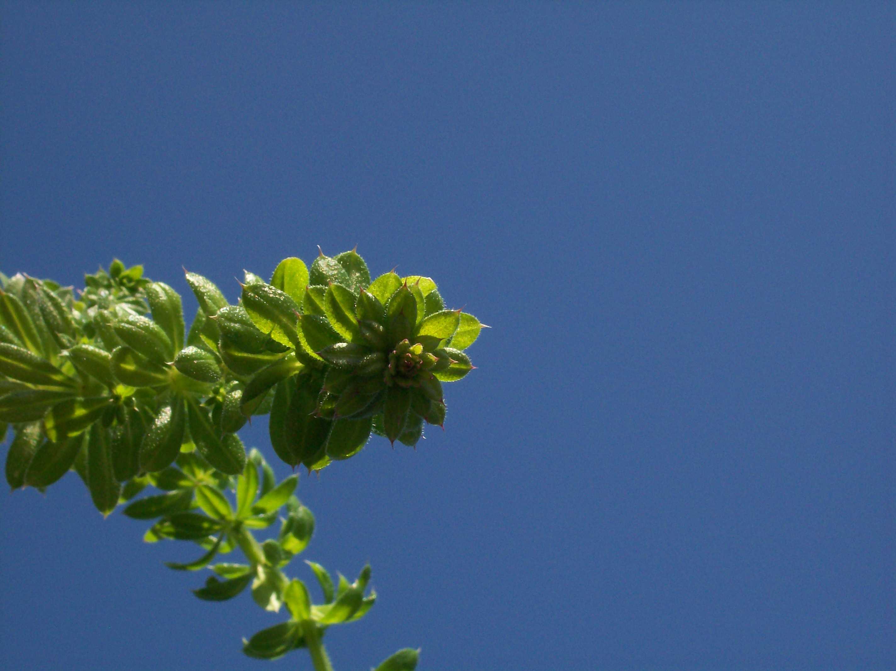 Rubiacea...solo con foglie - Galium sp.