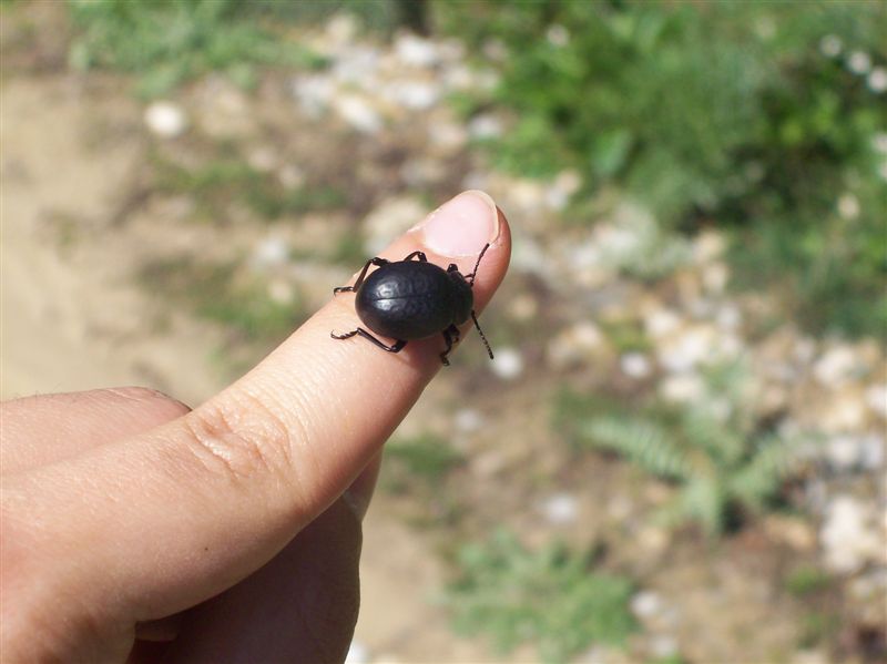 Timarcha pimelioides