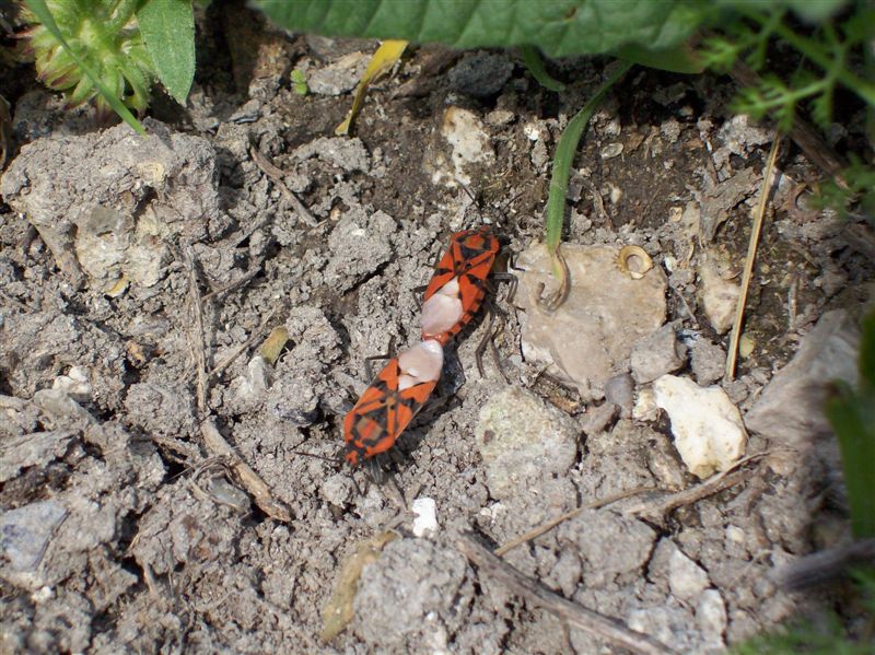 Coppia di Spilostethus pandurus (Lygaeidae)