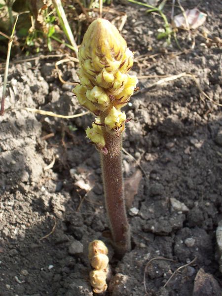 Orobanche lutea / Succiamele prataiolo