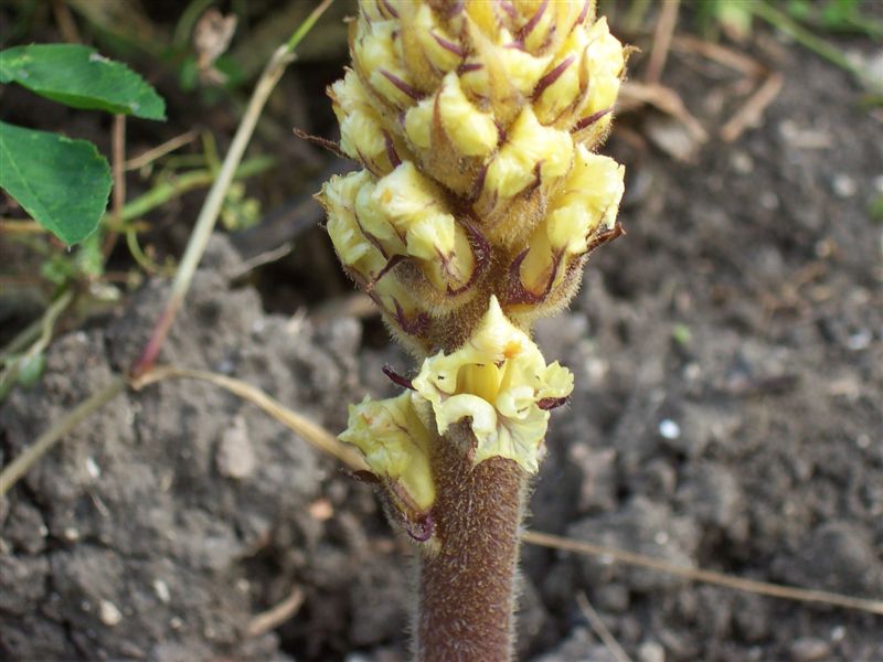 Orobanche lutea / Succiamele prataiolo