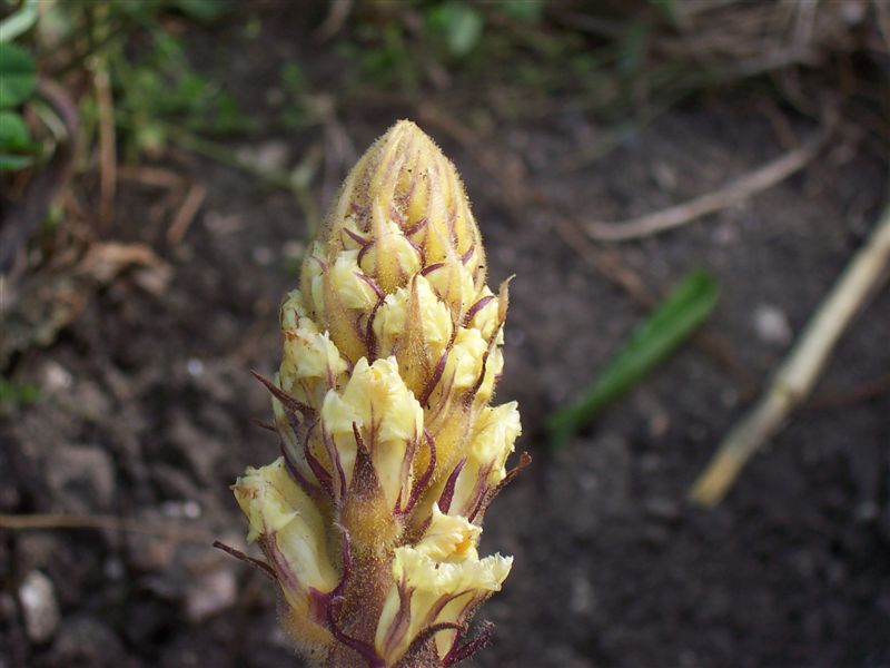 Orobanche lutea / Succiamele prataiolo