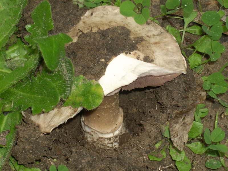 Agaricus?