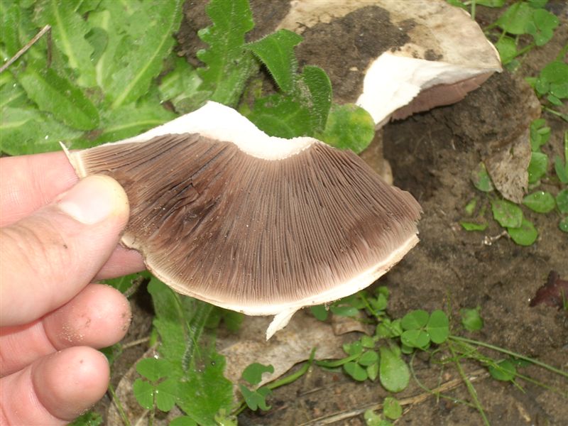 Agaricus?