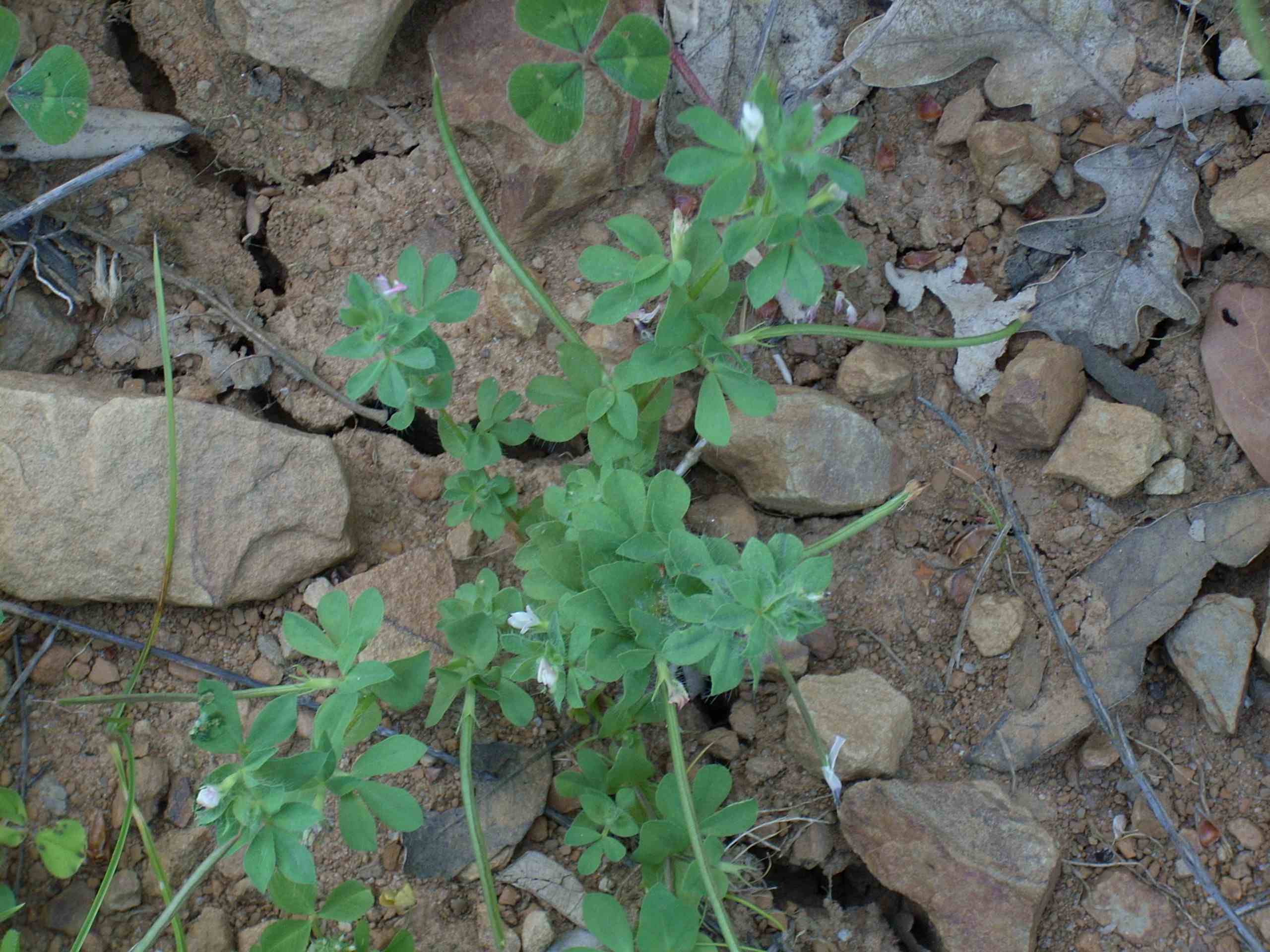 Lotus conimbricensis / Ginestrino di Coimbra