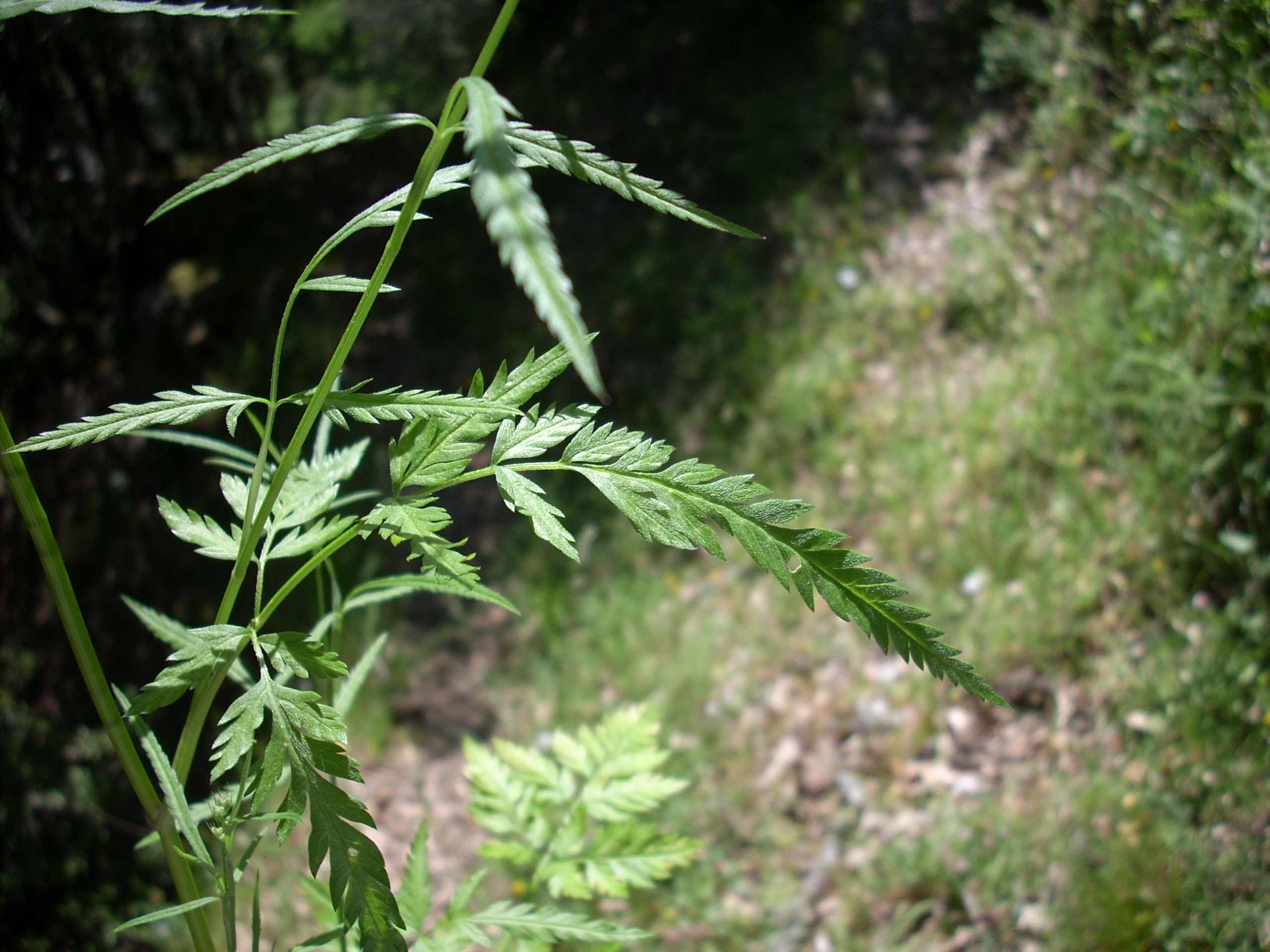 Oenanthe pimpinelloides? no, Tordylium cfr.maximum