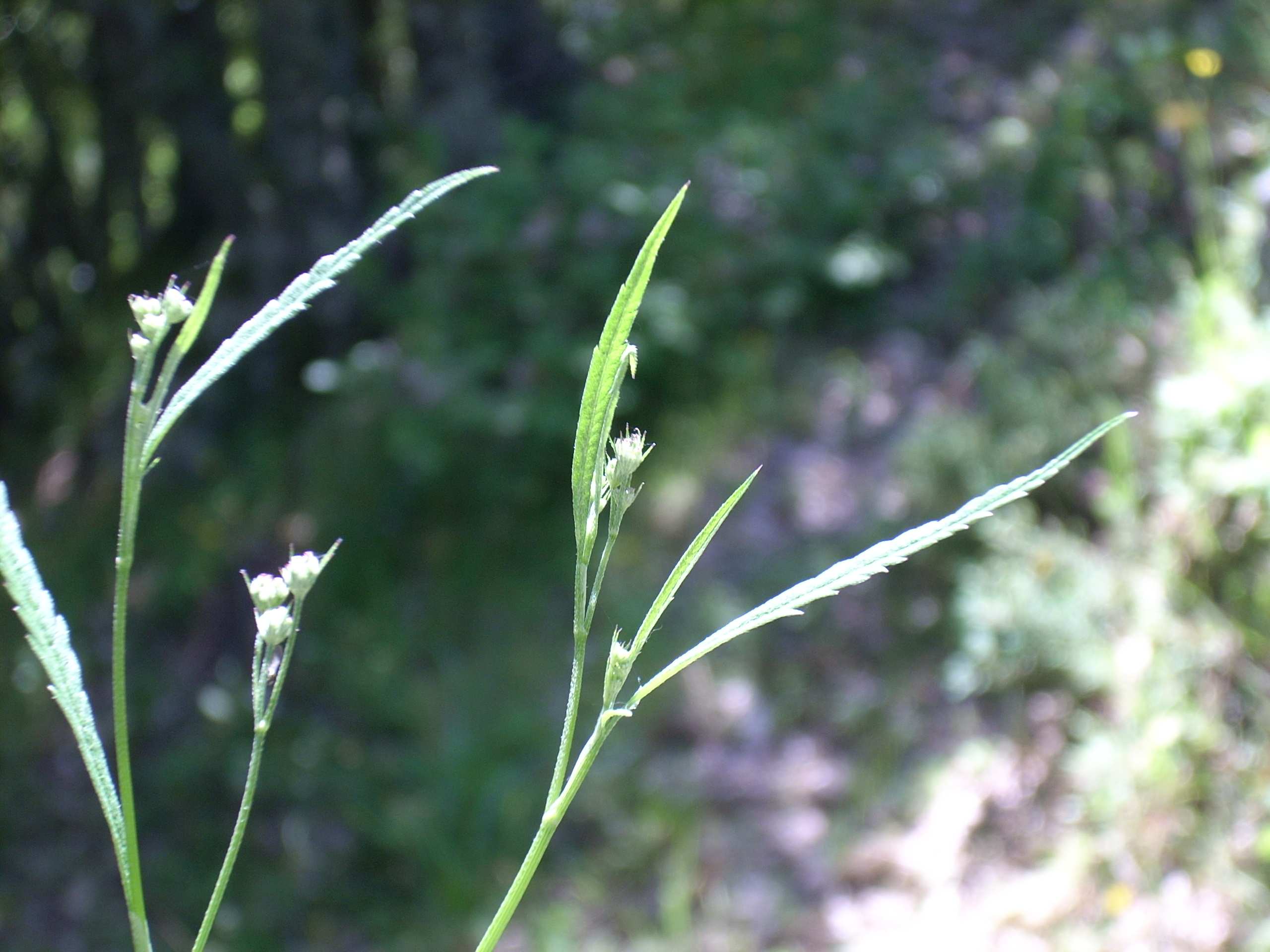Oenanthe pimpinelloides? no, Tordylium cfr.maximum