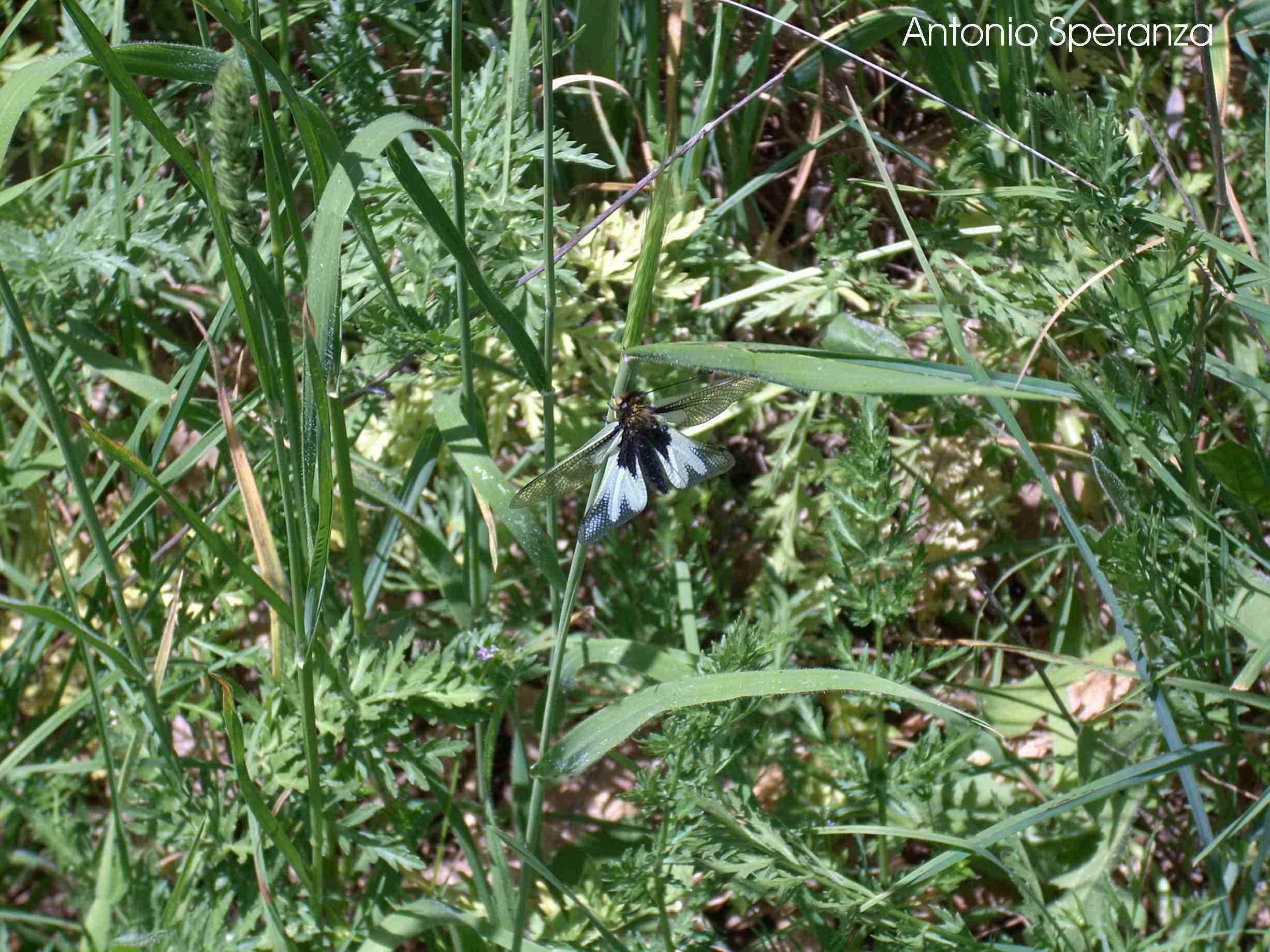 Libelloides coccajus