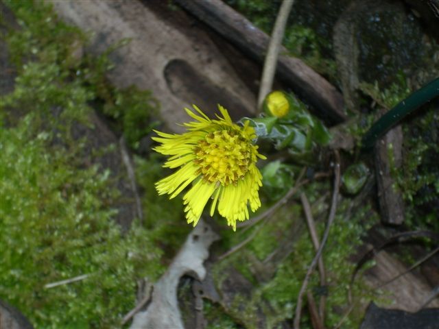Tussilago farfara / Tossilaggine comune