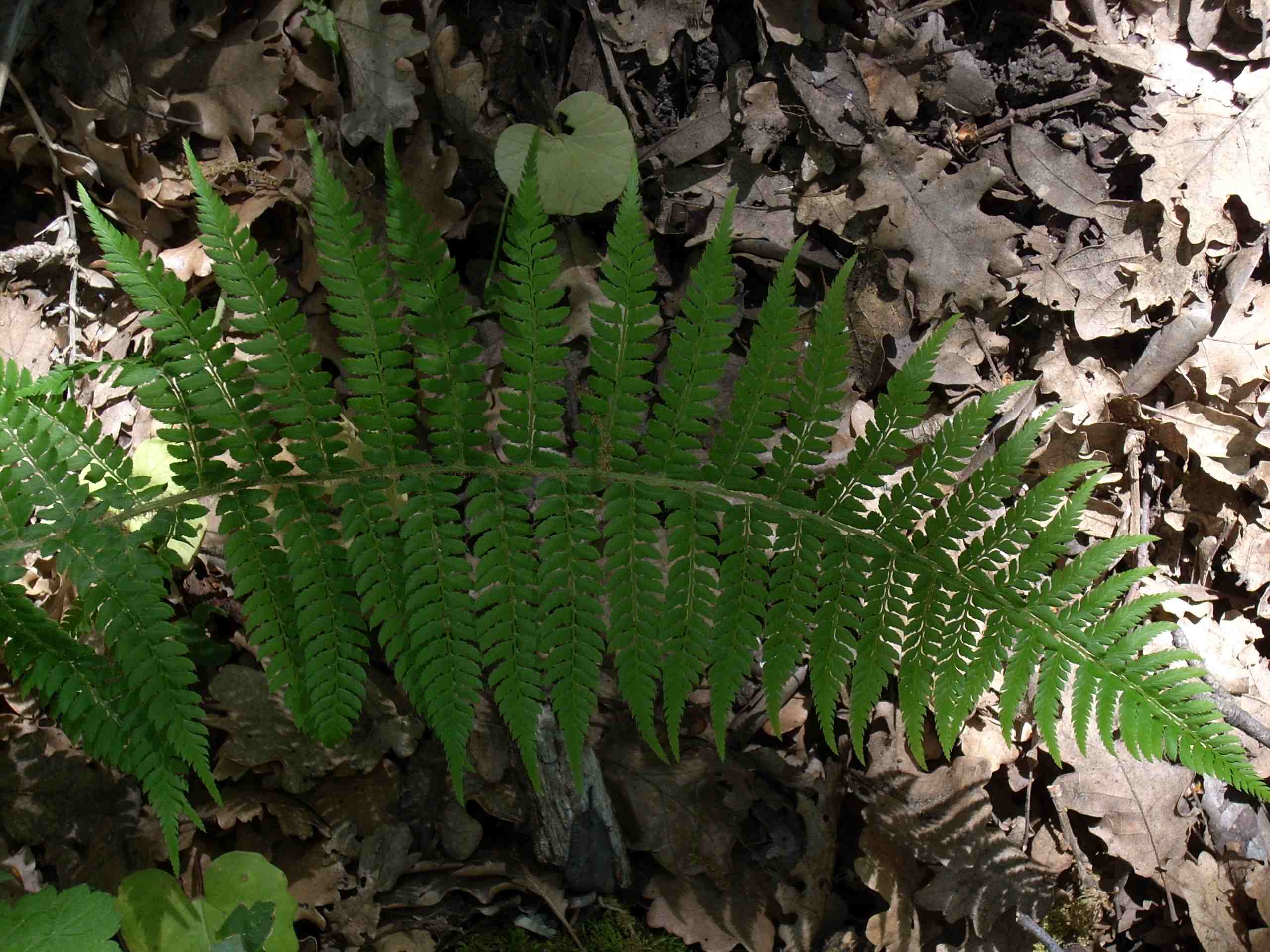 Polystichum setiferum