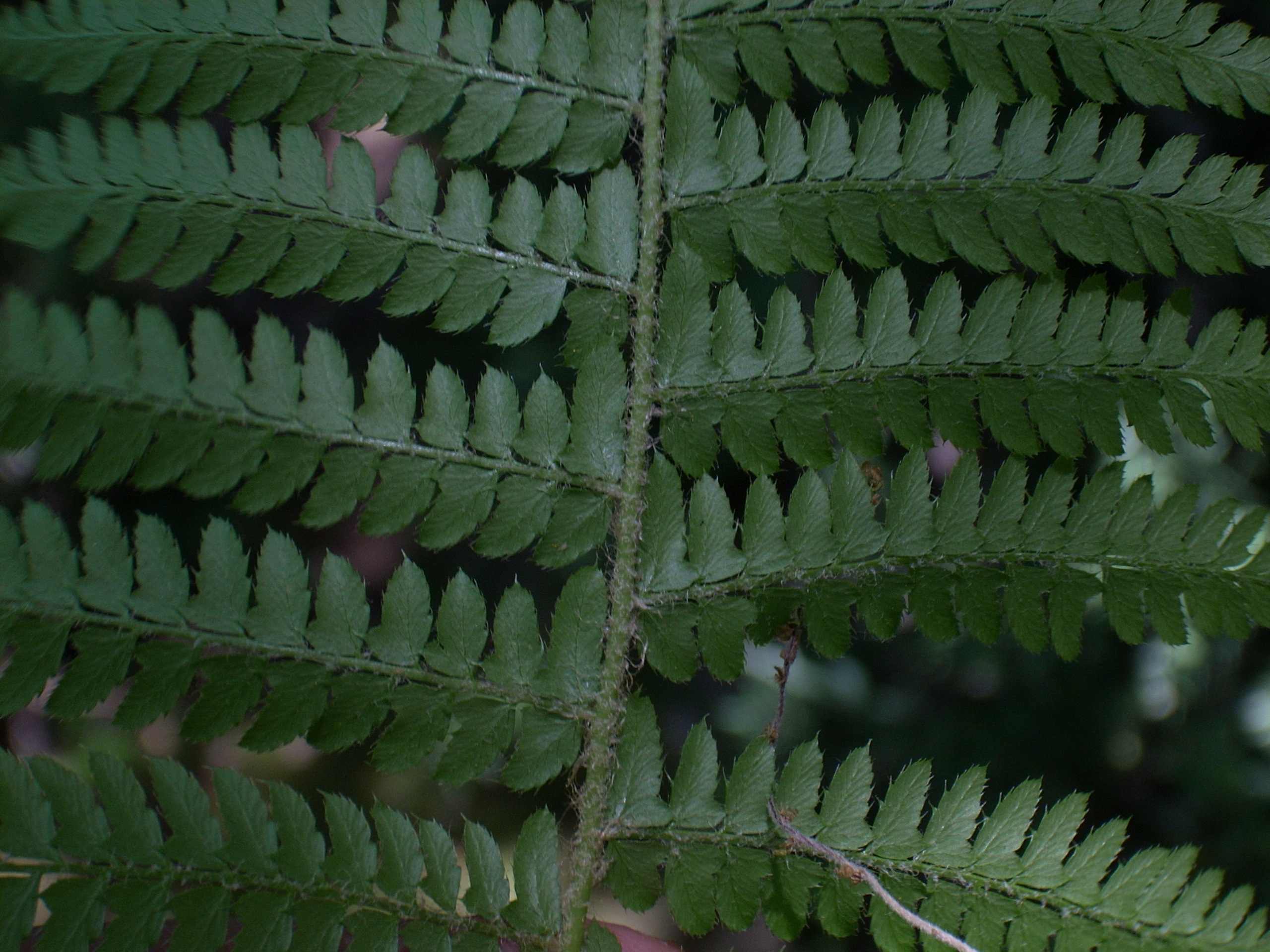 Polystichum setiferum