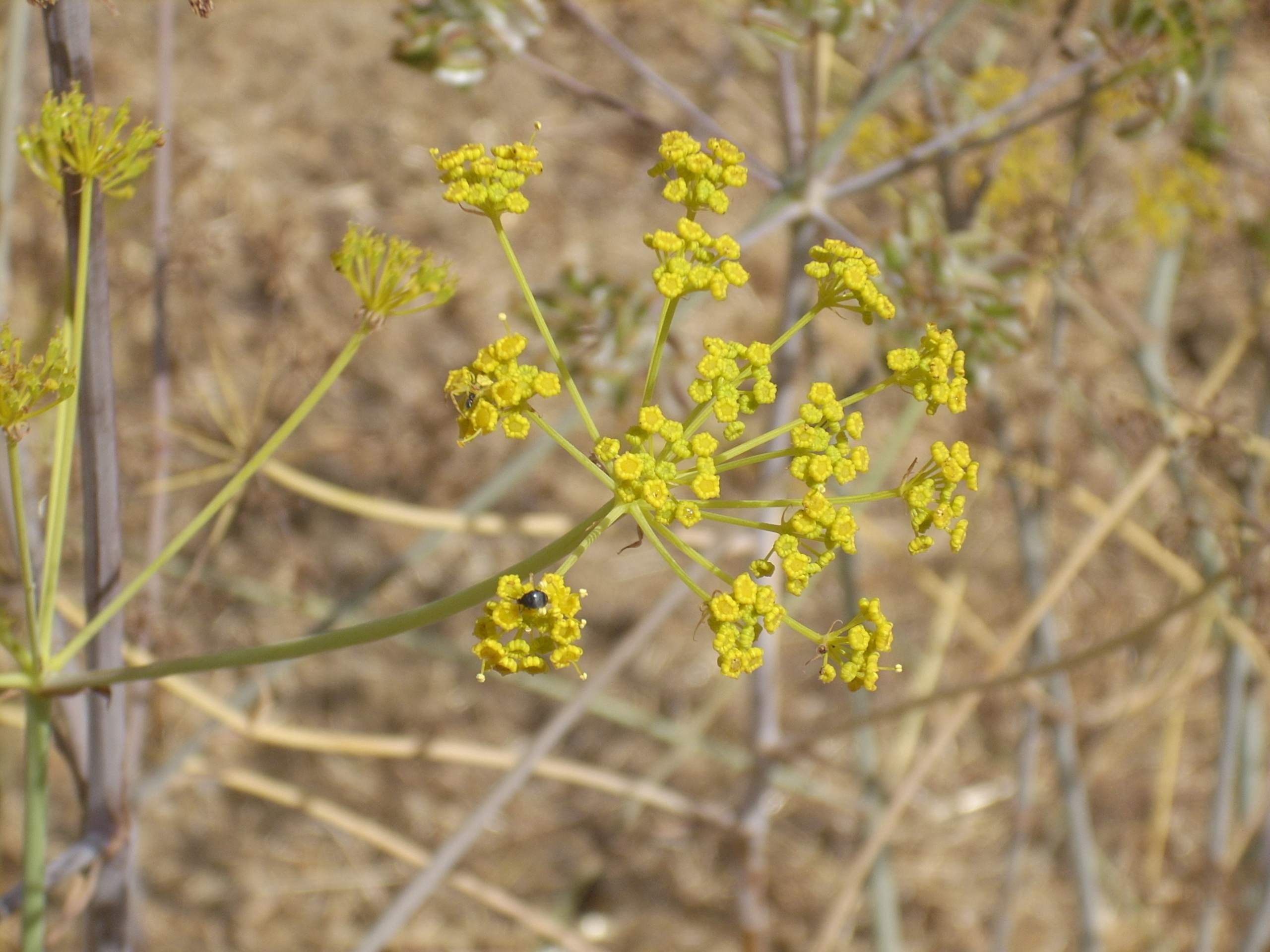 Thapsia asclepium (=Elaeoselinum asclepium) / Eleoselino