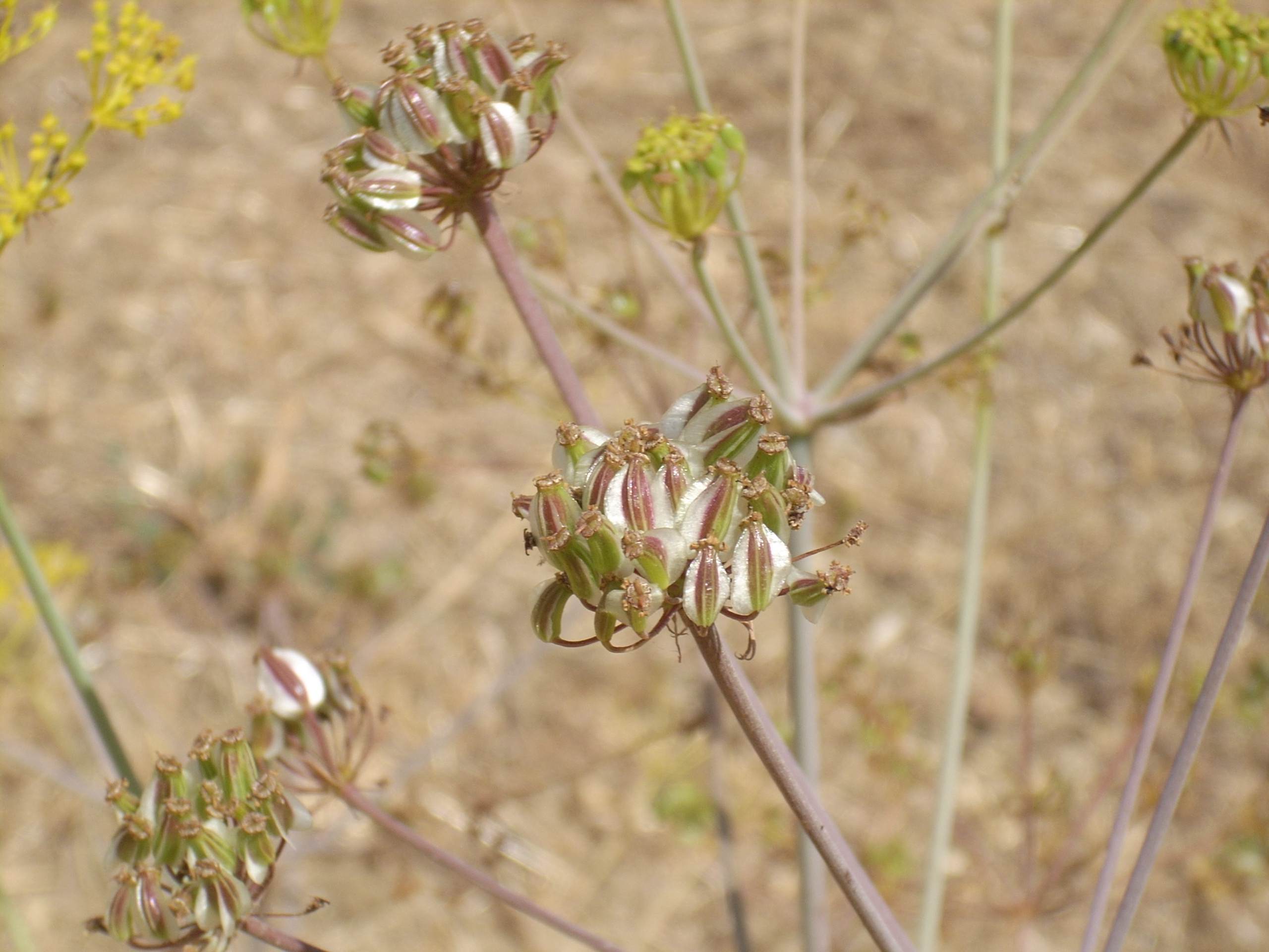 Thapsia asclepium (=Elaeoselinum asclepium) / Eleoselino