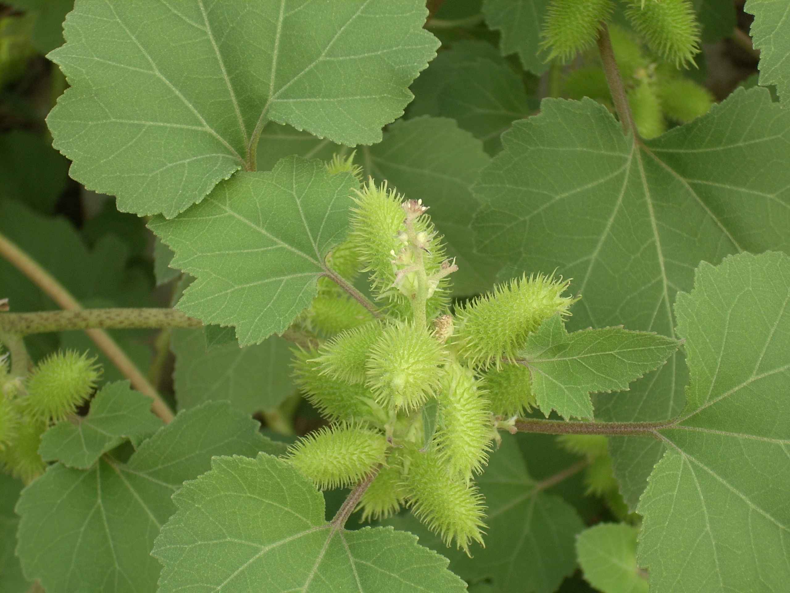 Xanthium italicum / Nappola italiana