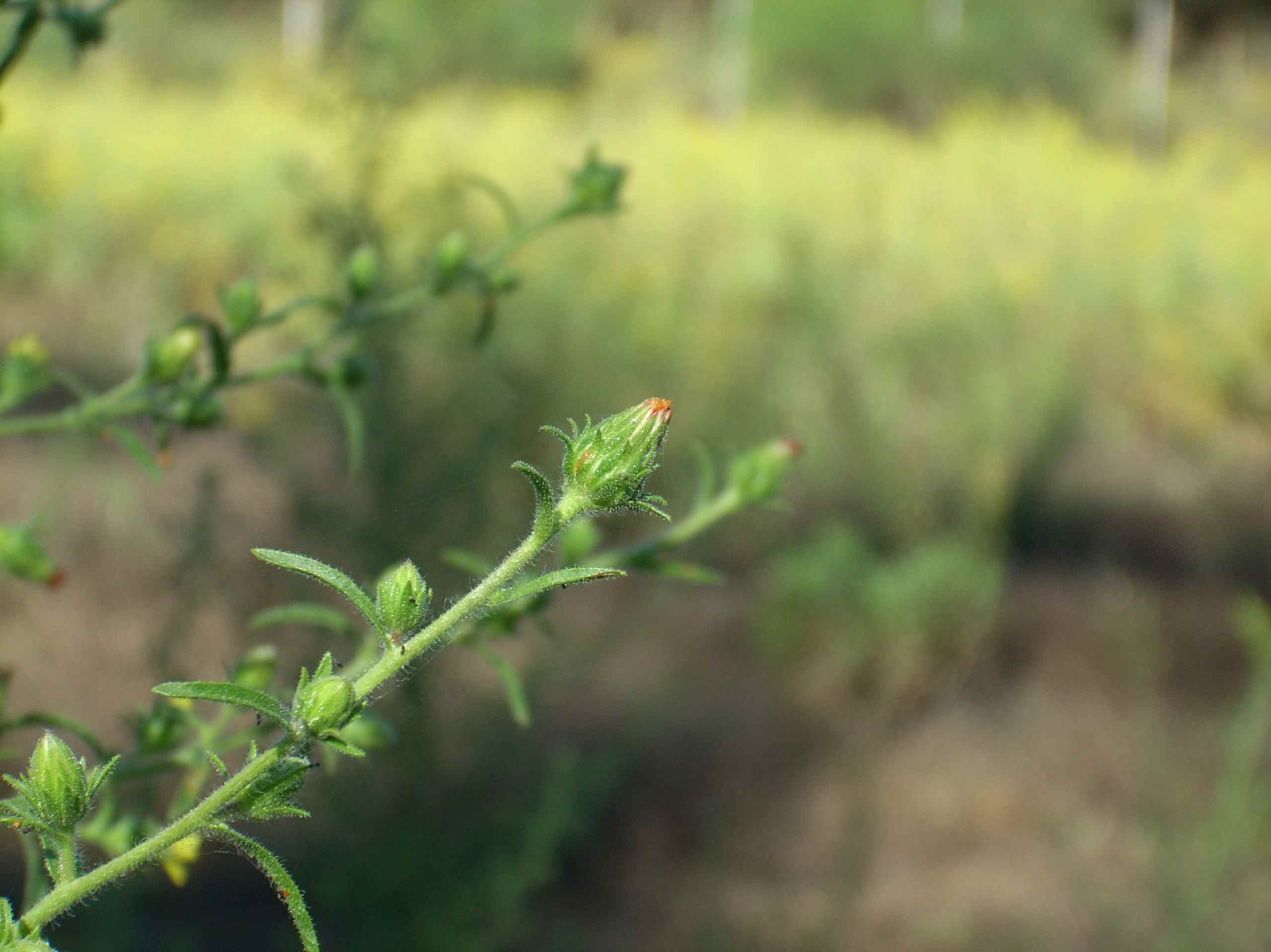odor di Vicks - Dittrichia graveolens