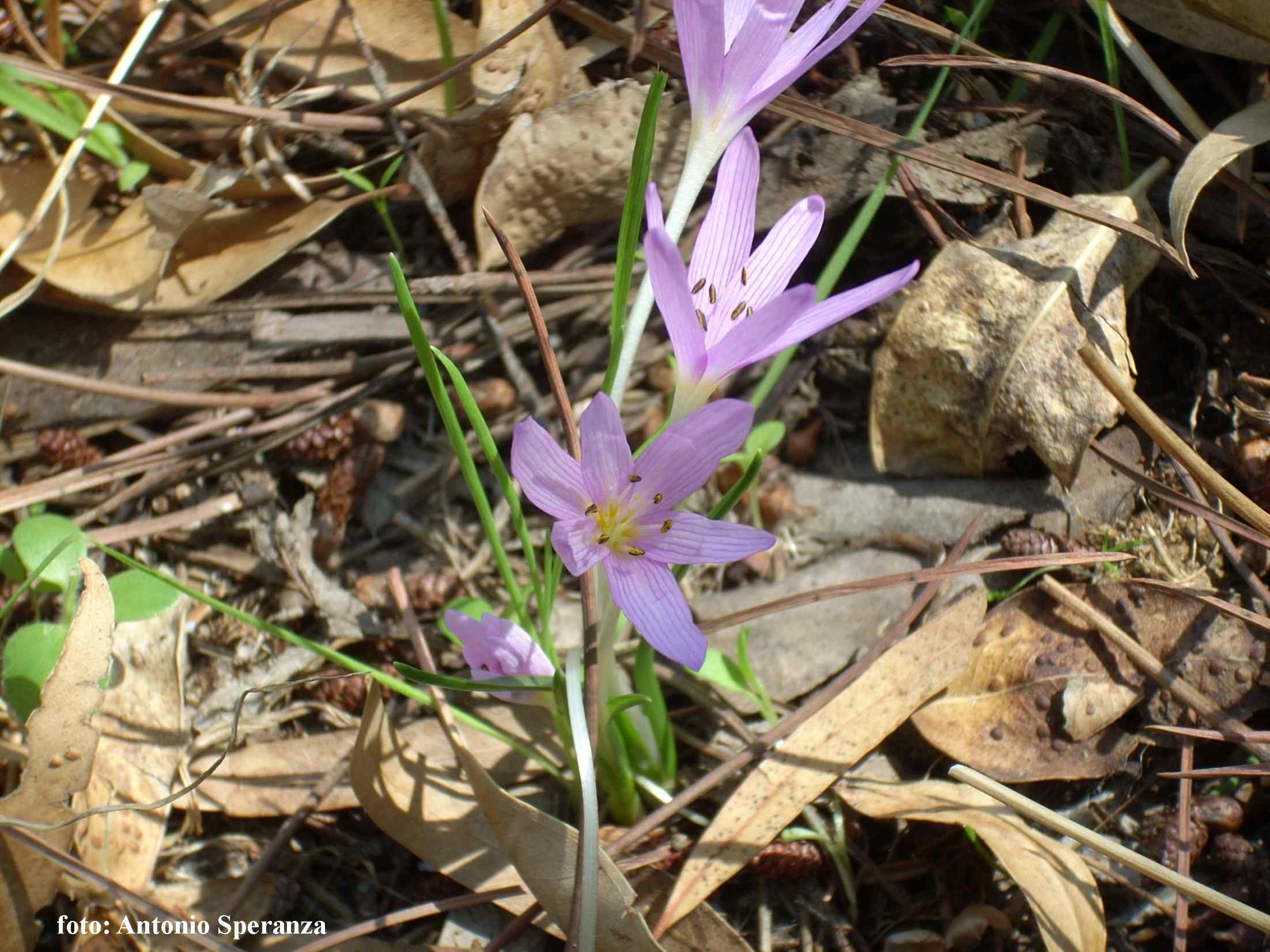 Colchicum cupanii