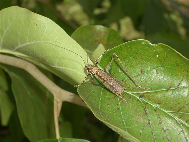 Rhacocleis cfr. neglecta (Tettigoniidae)