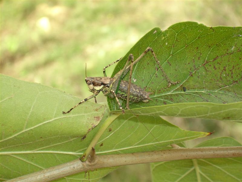 Rhacocleis cfr. neglecta (Tettigoniidae)