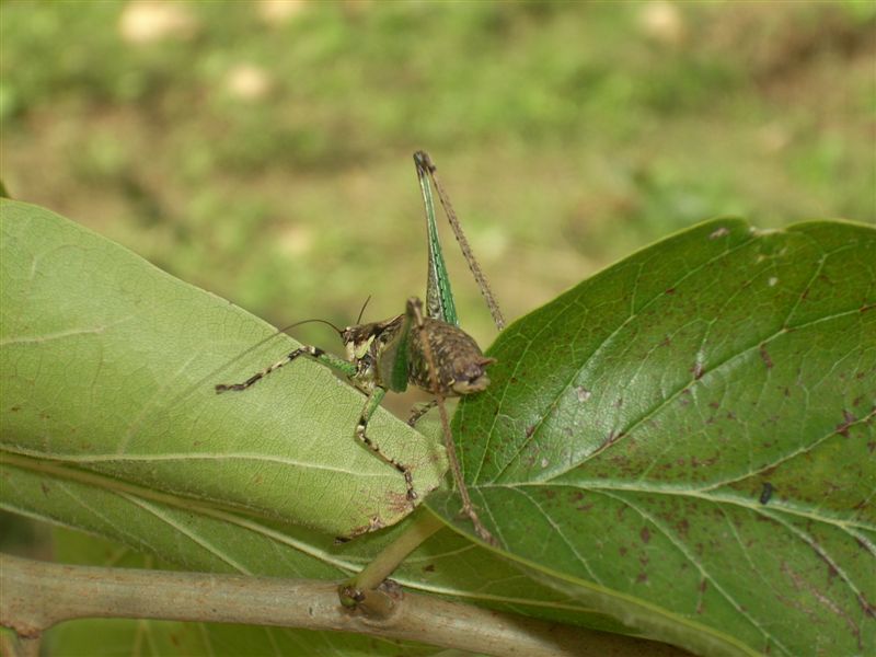 Rhacocleis cfr. neglecta (Tettigoniidae)