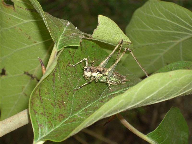 Rhacocleis cfr. neglecta (Tettigoniidae)