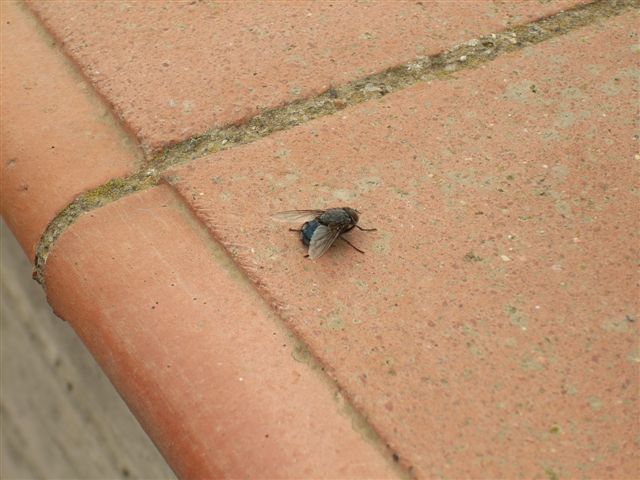 Moscone (Calliphora sp.)