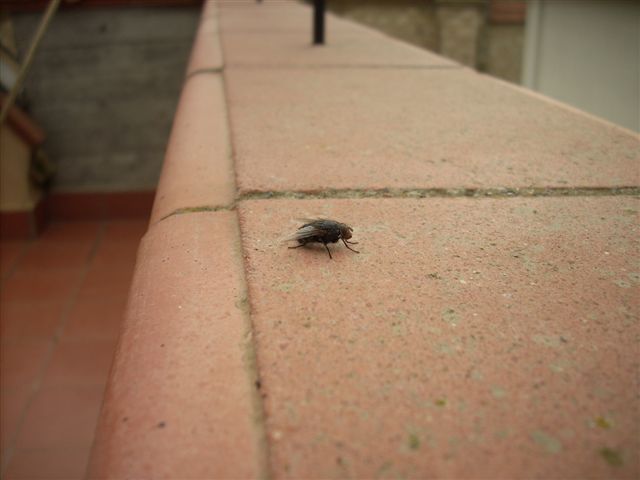 Moscone (Calliphora sp.)